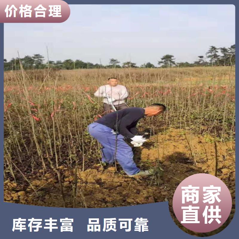 碧根果-樱桃苗好产品好服务
