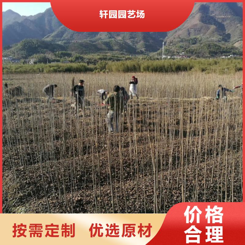 【碧根果】梨树苗诚信商家-轩园园艺场(咸阳市分公司)