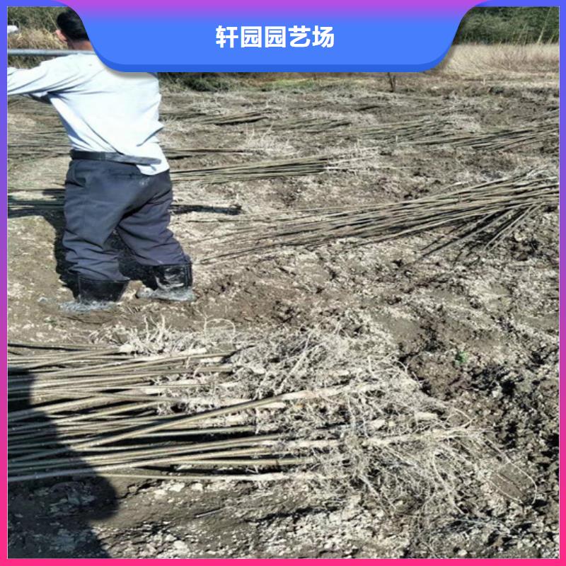 【碧根果】,苹果苗选择大厂家省事省心