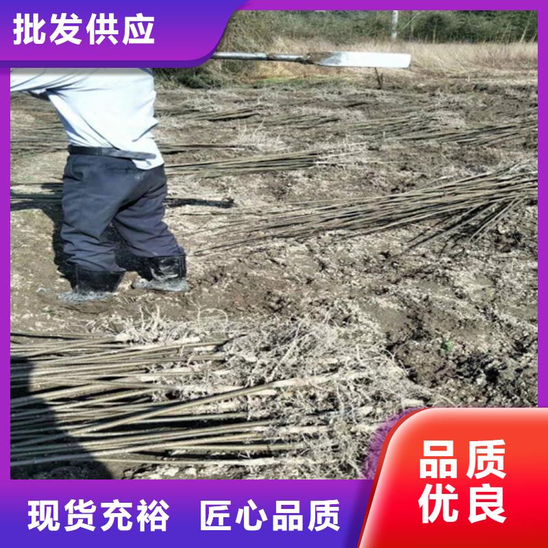 【碧根果】梨树苗诚信商家-轩园园艺场(咸阳市分公司)