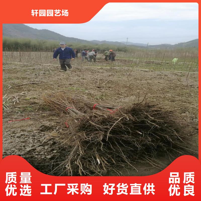 碧根果桃树苗直销厂家