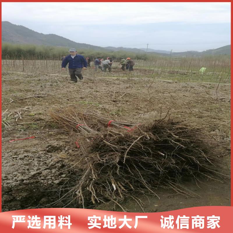 【碧根果梨树苗大品牌值得信赖】