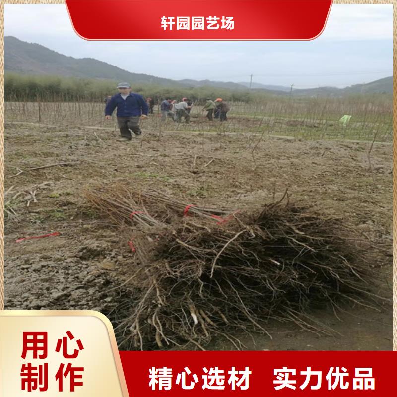 碧根果桃树苗直销厂家