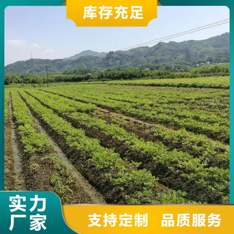 【碧根果】梨树苗诚信商家-轩园园艺场(咸阳市分公司)