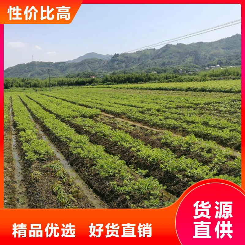 碧根果 【红颜草莓】保障产品质量 轩园园艺场(湘西市分公司)