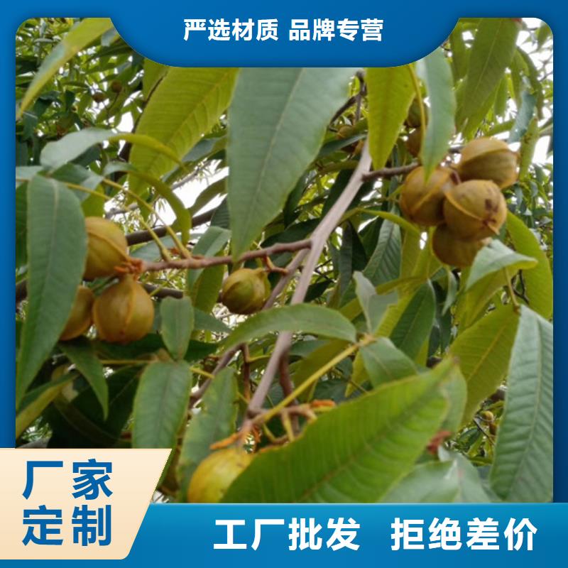 【碧根果】,樱桃苗严格把控每一处细节