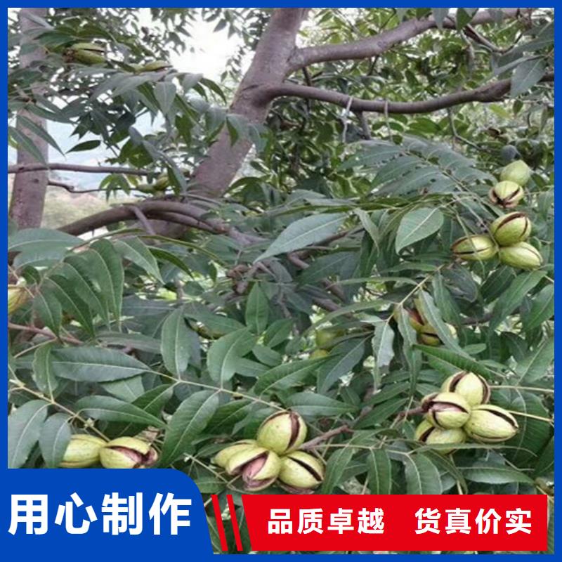 【碧根果梨树苗大品牌值得信赖】