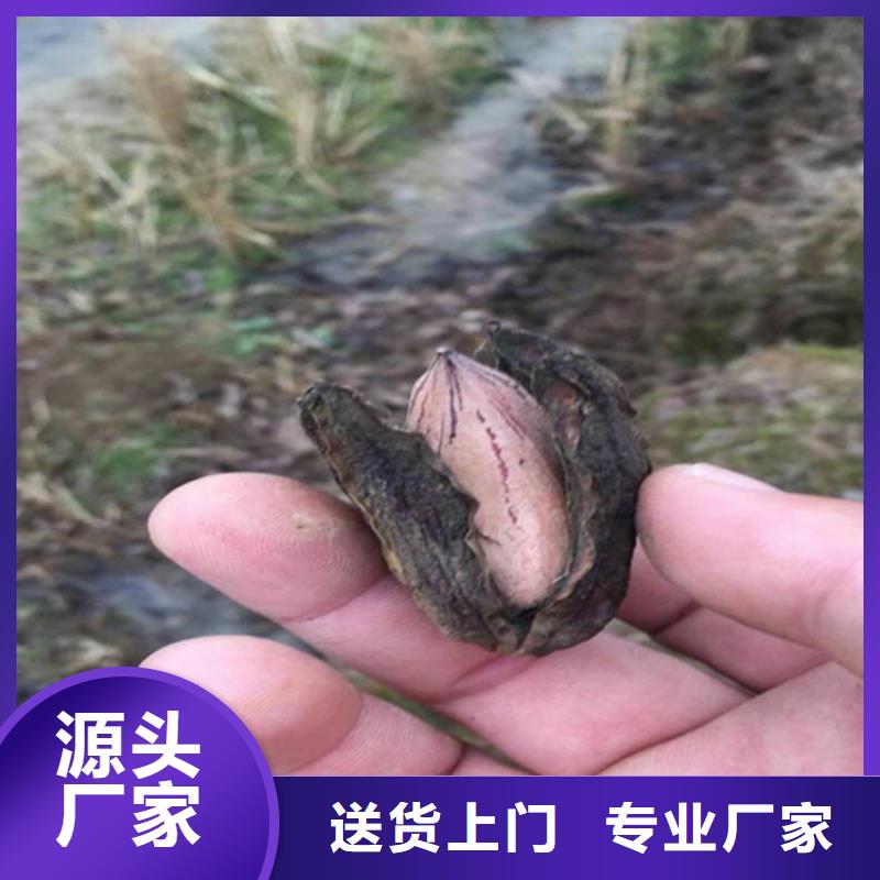 【碧根果】梨树苗诚信商家-轩园园艺场(咸阳市分公司)