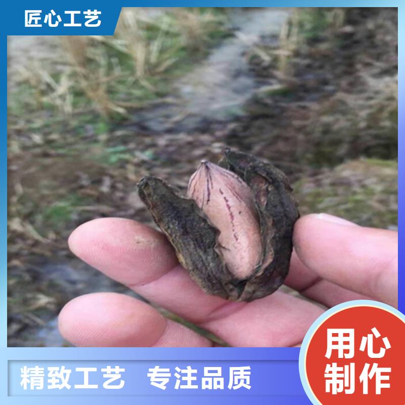 碧根果 【红颜草莓】保障产品质量 轩园园艺场(湘西市分公司)