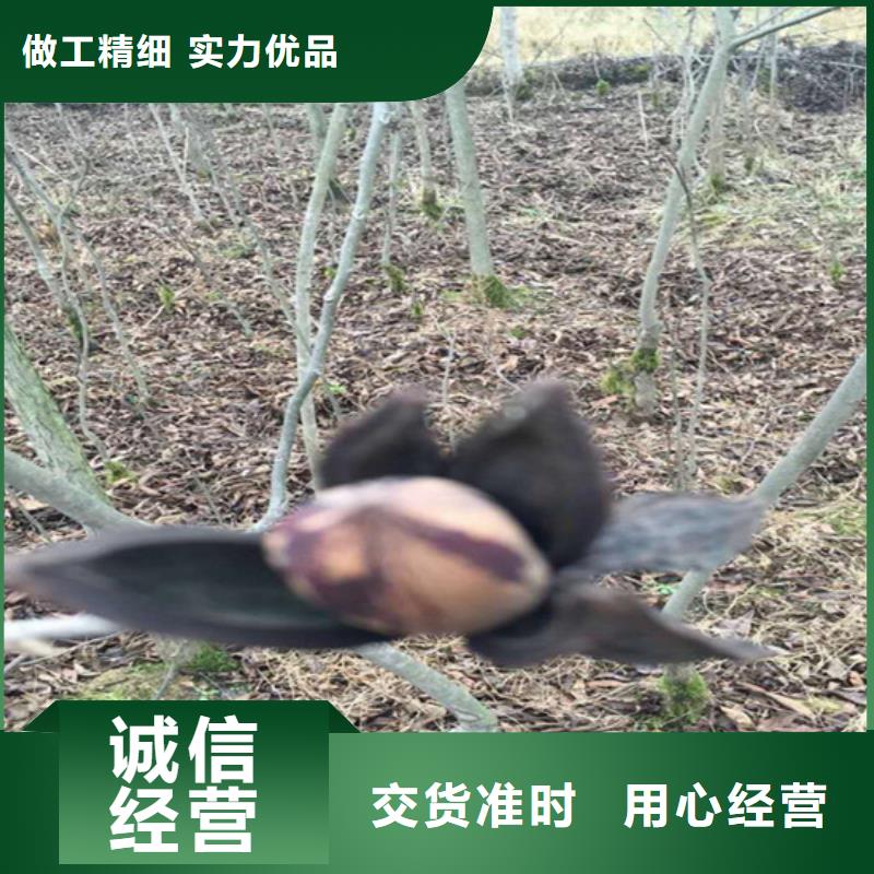 碧根果 【红颜草莓】保障产品质量 轩园园艺场(湘西市分公司)