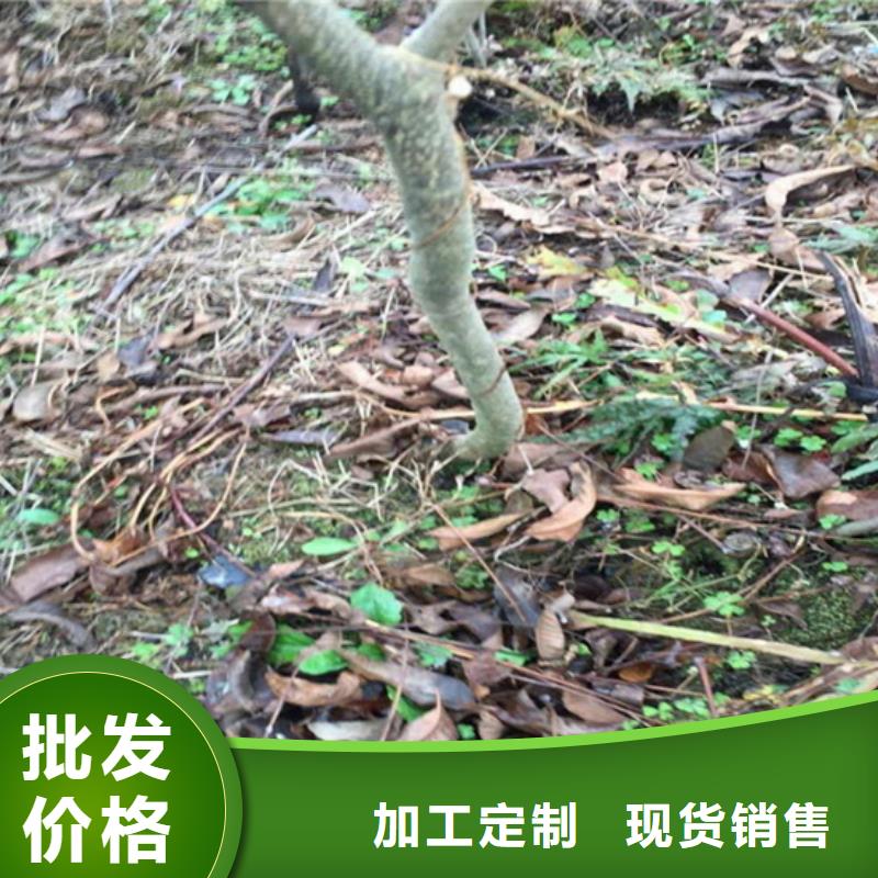 【碧根果梨树苗大品牌值得信赖】