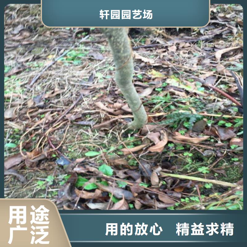 【碧根果】梨树苗诚信商家-轩园园艺场(咸阳市分公司)