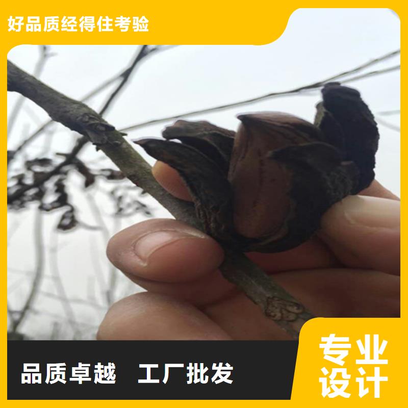 【碧根果】梨树苗诚信商家-轩园园艺场(咸阳市分公司)