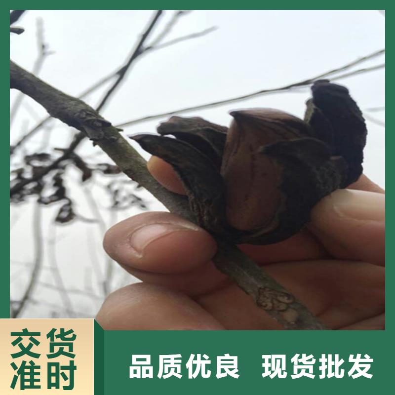 碧根果3公分软籽石榴苗为您精心挑选