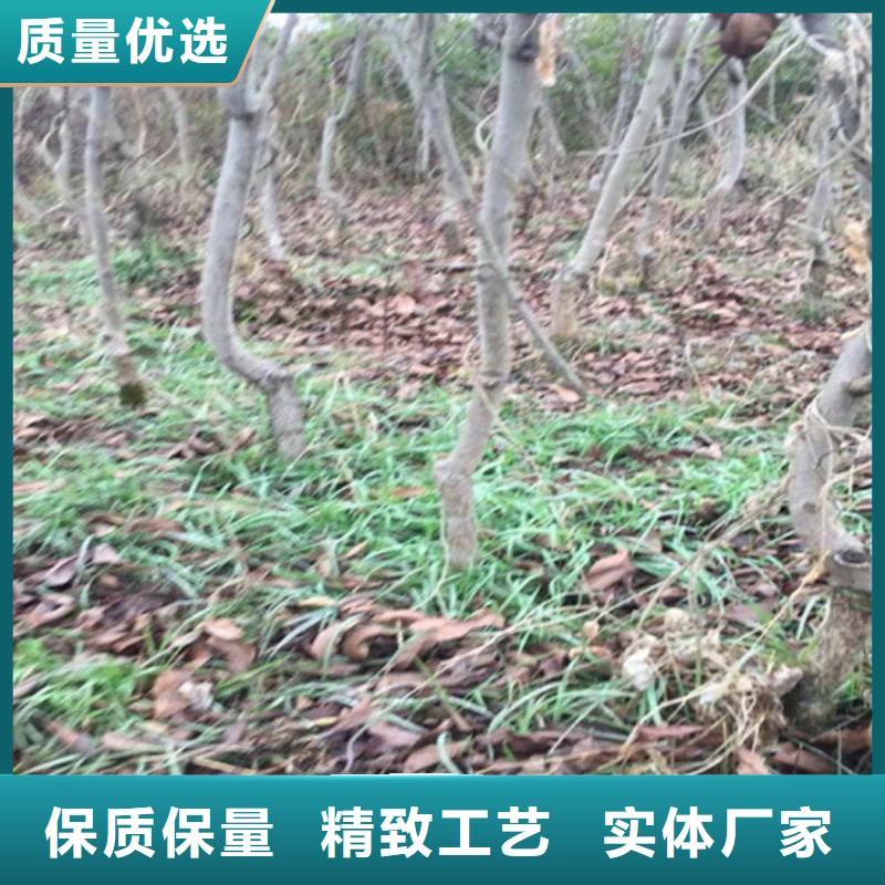 (轩园)有实力有经验 碧根果 【红颜草莓】保障产品质量-用品质说话