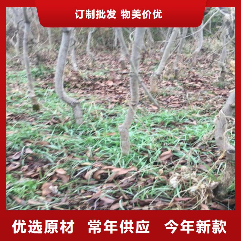 碧根果桃树苗直销厂家