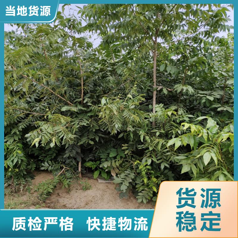 【碧根果】,樱桃苗严格把控每一处细节