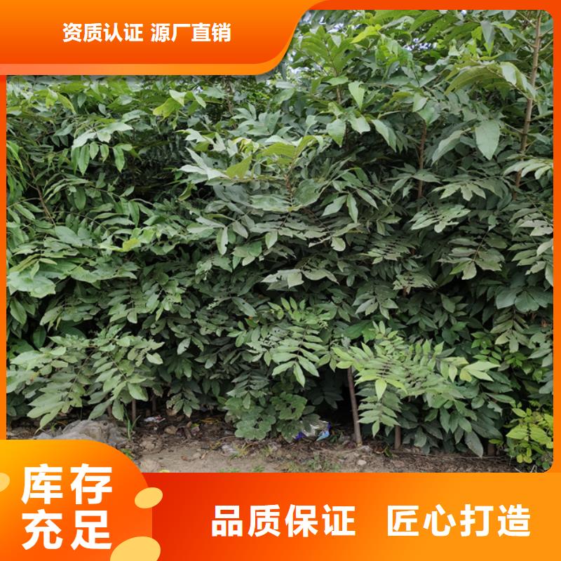 【碧根果】,苹果苗选择大厂家省事省心