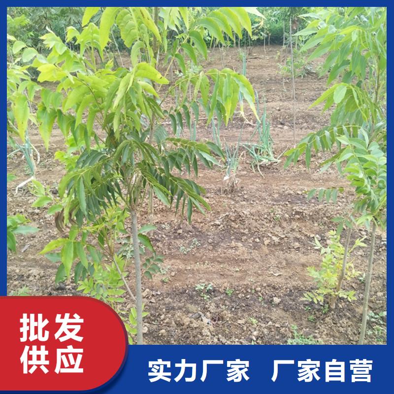 碧根果-樱桃苗好产品好服务