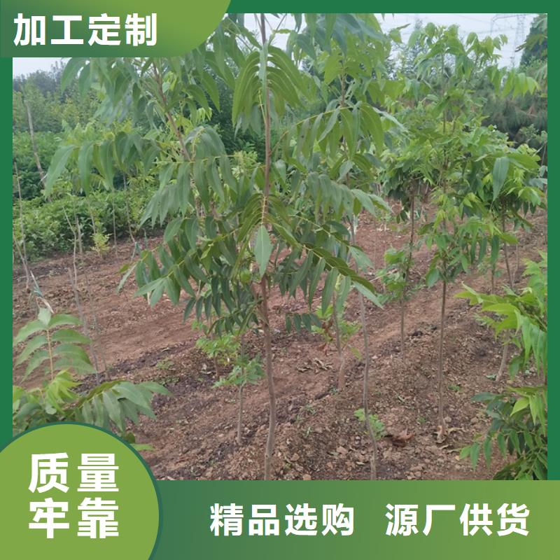 (轩园)有实力有经验 碧根果 【红颜草莓】保障产品质量-用品质说话