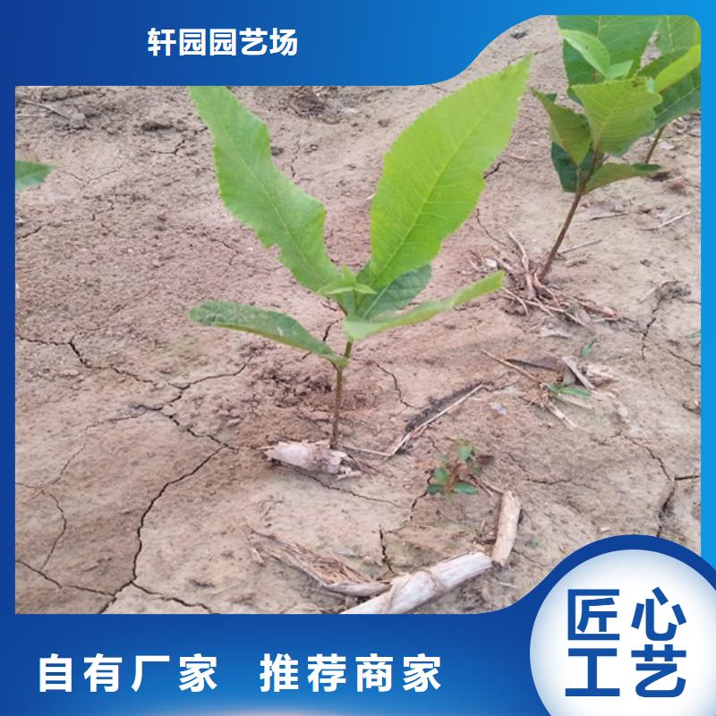 【碧根果】,苹果苗选择大厂家省事省心