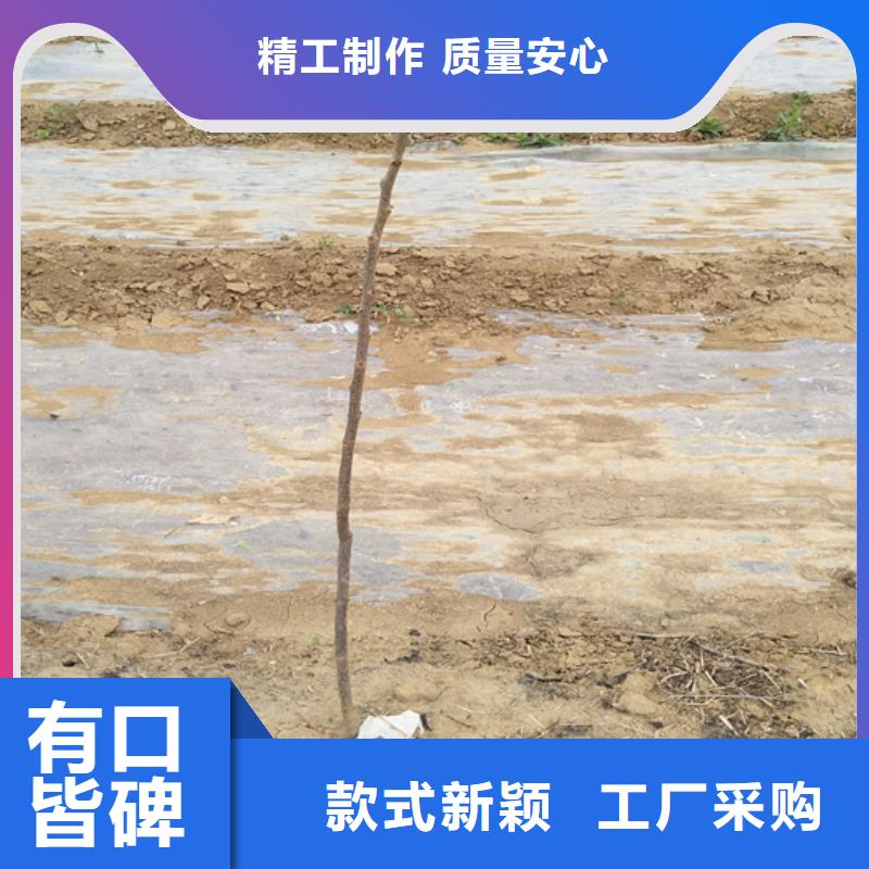 【碧根果梨树苗大品牌值得信赖】