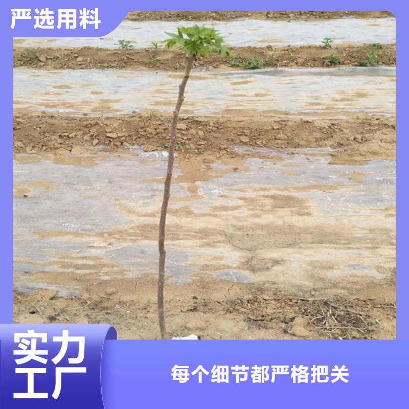 碧根果桃树苗直销厂家