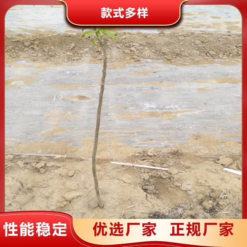 【碧根果梨树苗大品牌值得信赖】