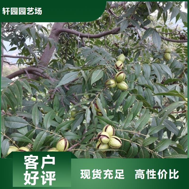 【碧根果】梨树苗诚信商家-轩园园艺场(咸阳市分公司)