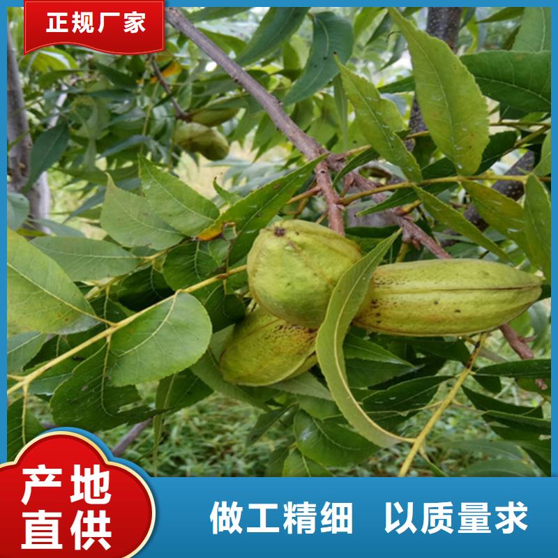 【碧根果】梨树苗诚信商家-轩园园艺场(咸阳市分公司)