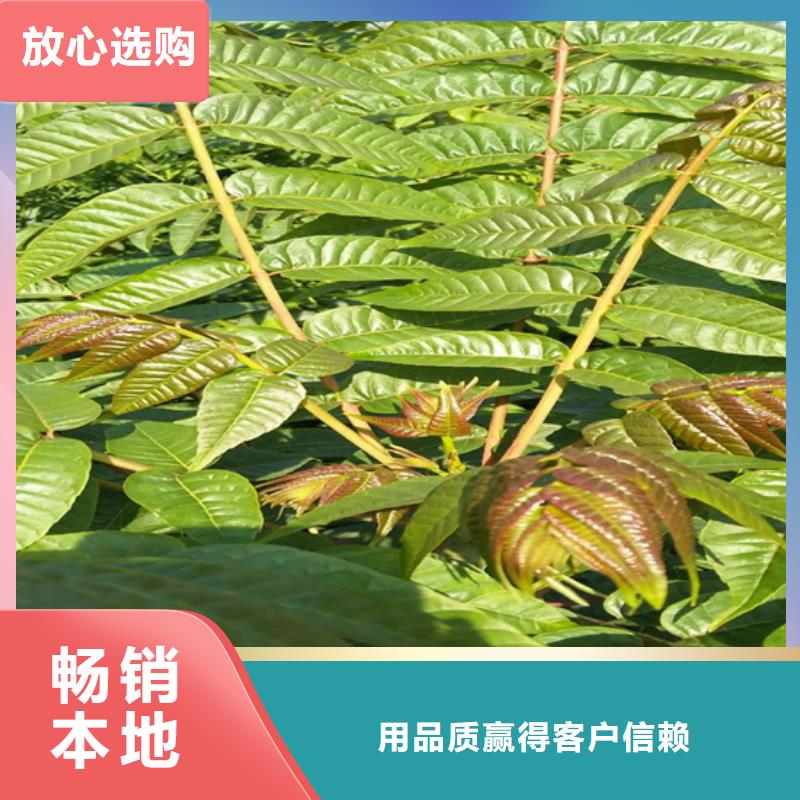 香椿,苹果苗详细参数