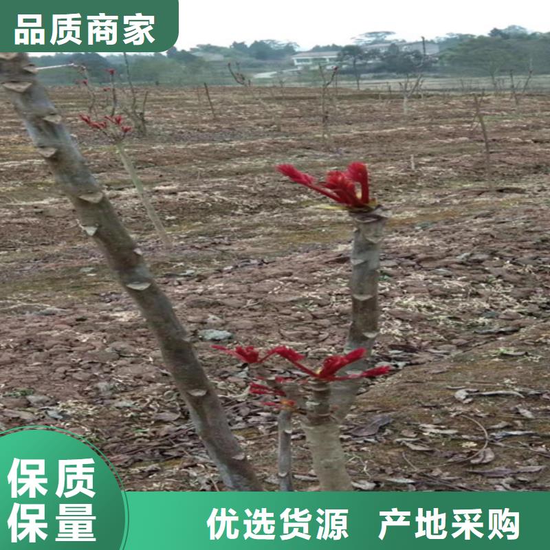 轩园石榴树苗香椿【樱桃苗】多年厂家可靠二八商务
