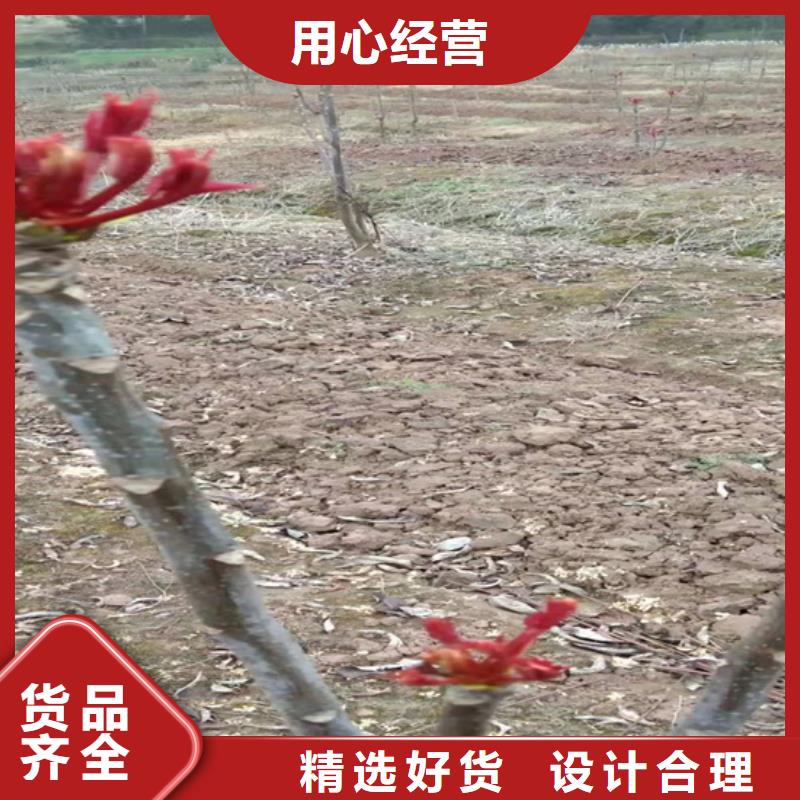 香椿西瓜苗价格透明