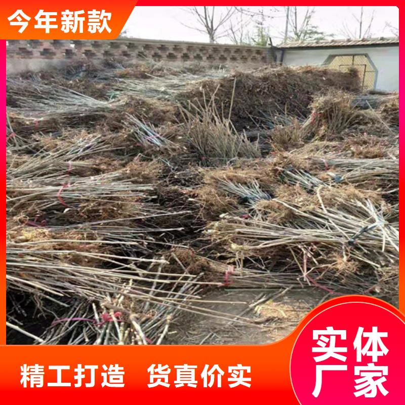 轩园石榴树苗香椿【樱桃苗】多年厂家可靠二八商务