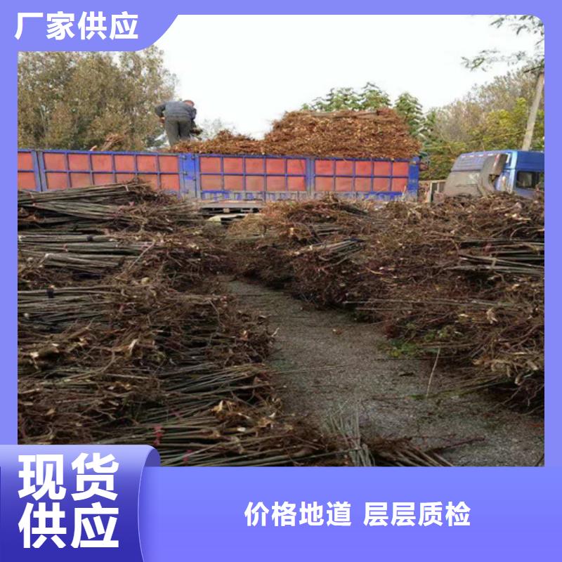 【 香椿石榴树优质货源】