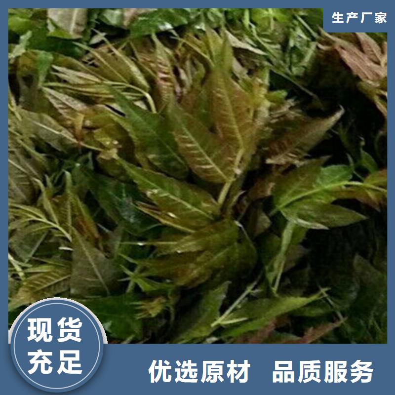 轩园石榴树苗香椿【樱桃苗】多年厂家可靠二八商务