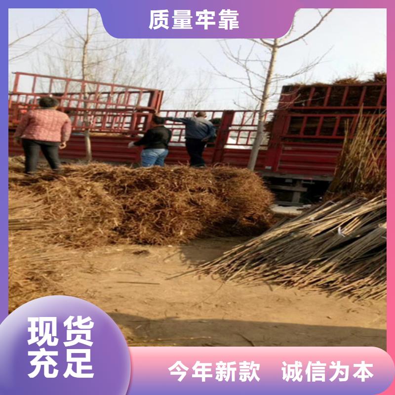 香椿西瓜苗价格透明