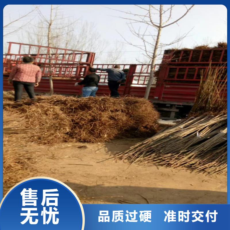 香椿石榴树苗产地直供