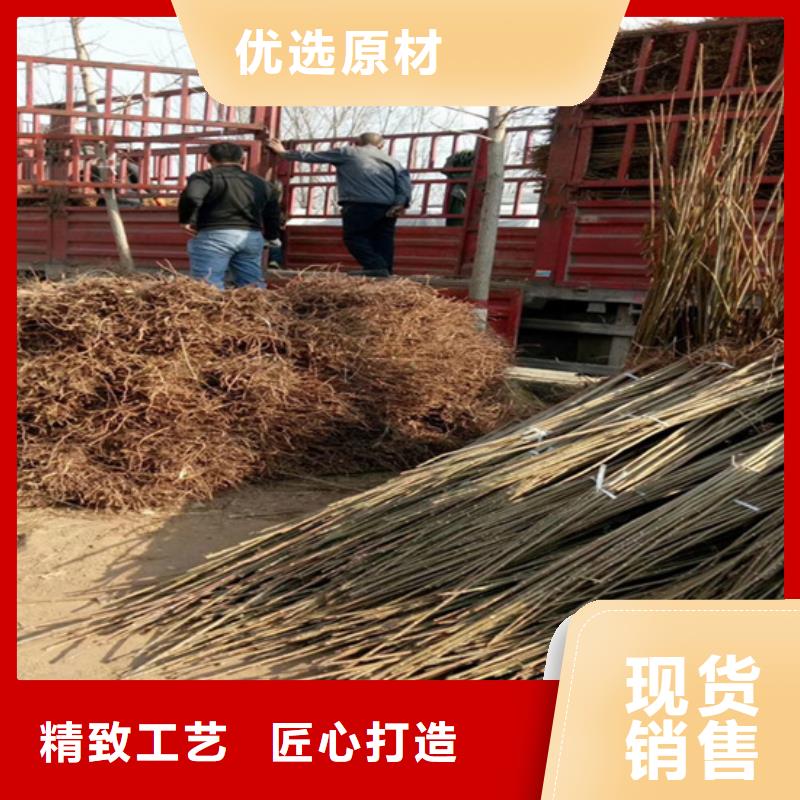 香椿西瓜苗价格透明