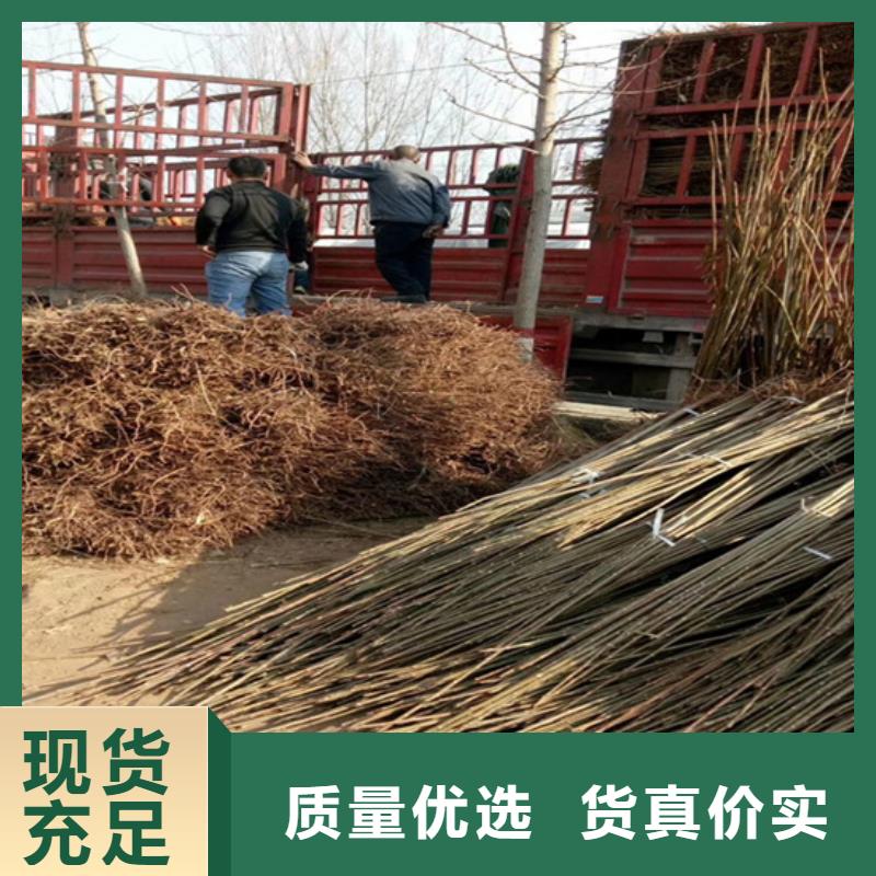 香椿西瓜苗价格透明