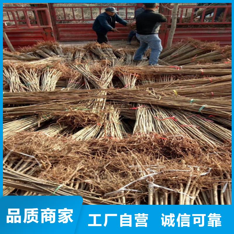 香椿梨树苗超产品在细节
