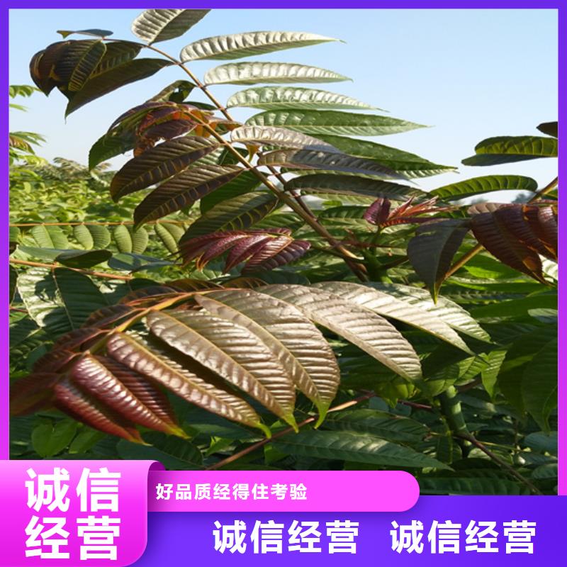 __专注产品质量与服务 香椿-【梨树苗】可零售可批发