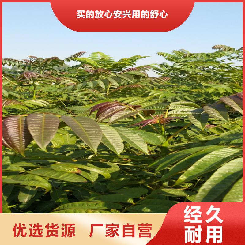 【 香椿石榴树优质货源】