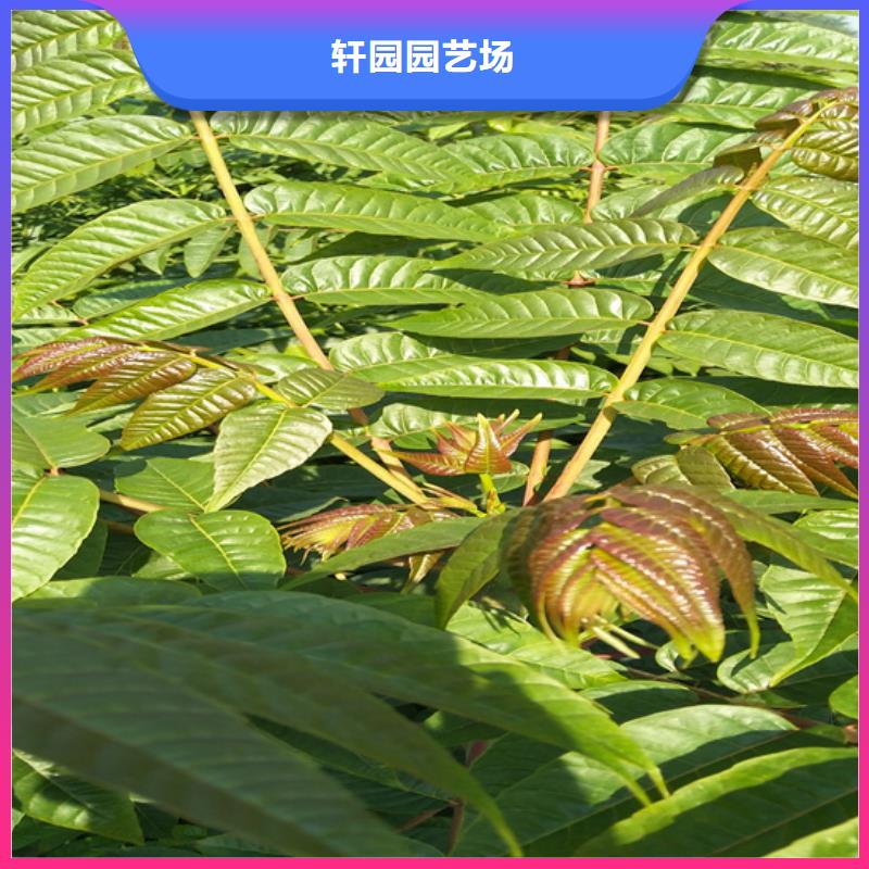香椿-樱桃苗定制销售售后为一体