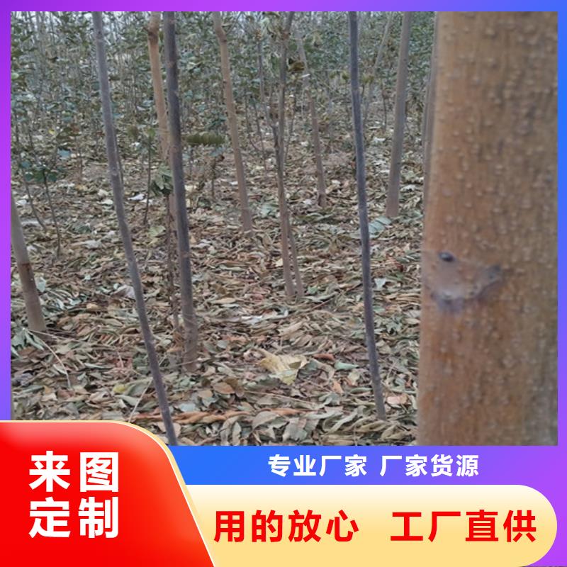 香椿西瓜苗价格透明