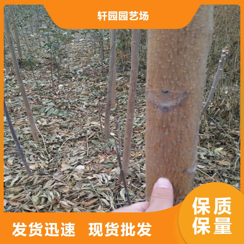 香椿梨树苗超产品在细节