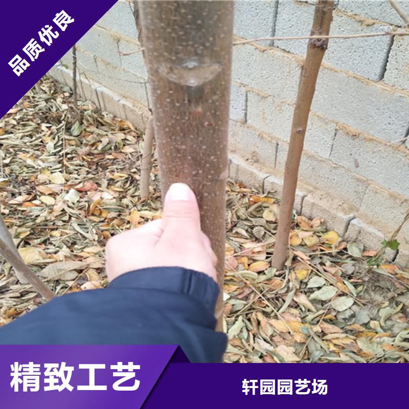 香椿西瓜苗价格透明