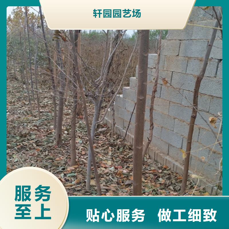 【 香椿石榴树优质货源】