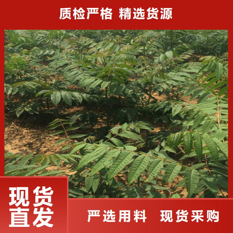 香椿樱桃苗品质好才是硬道理