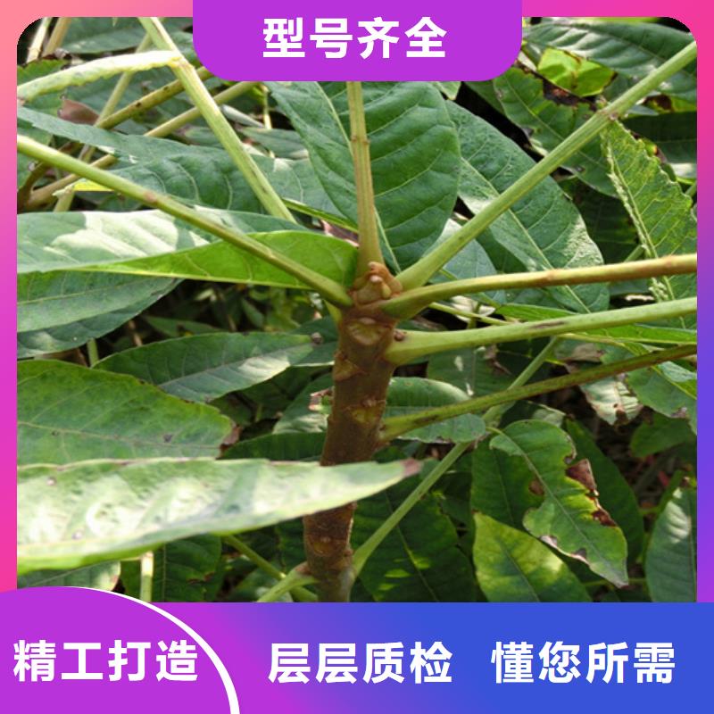 香椿,樱桃苗实力厂商